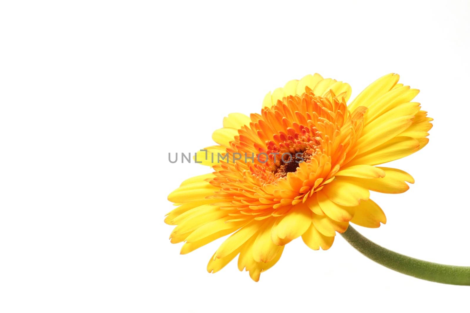 yellow orange gerbera