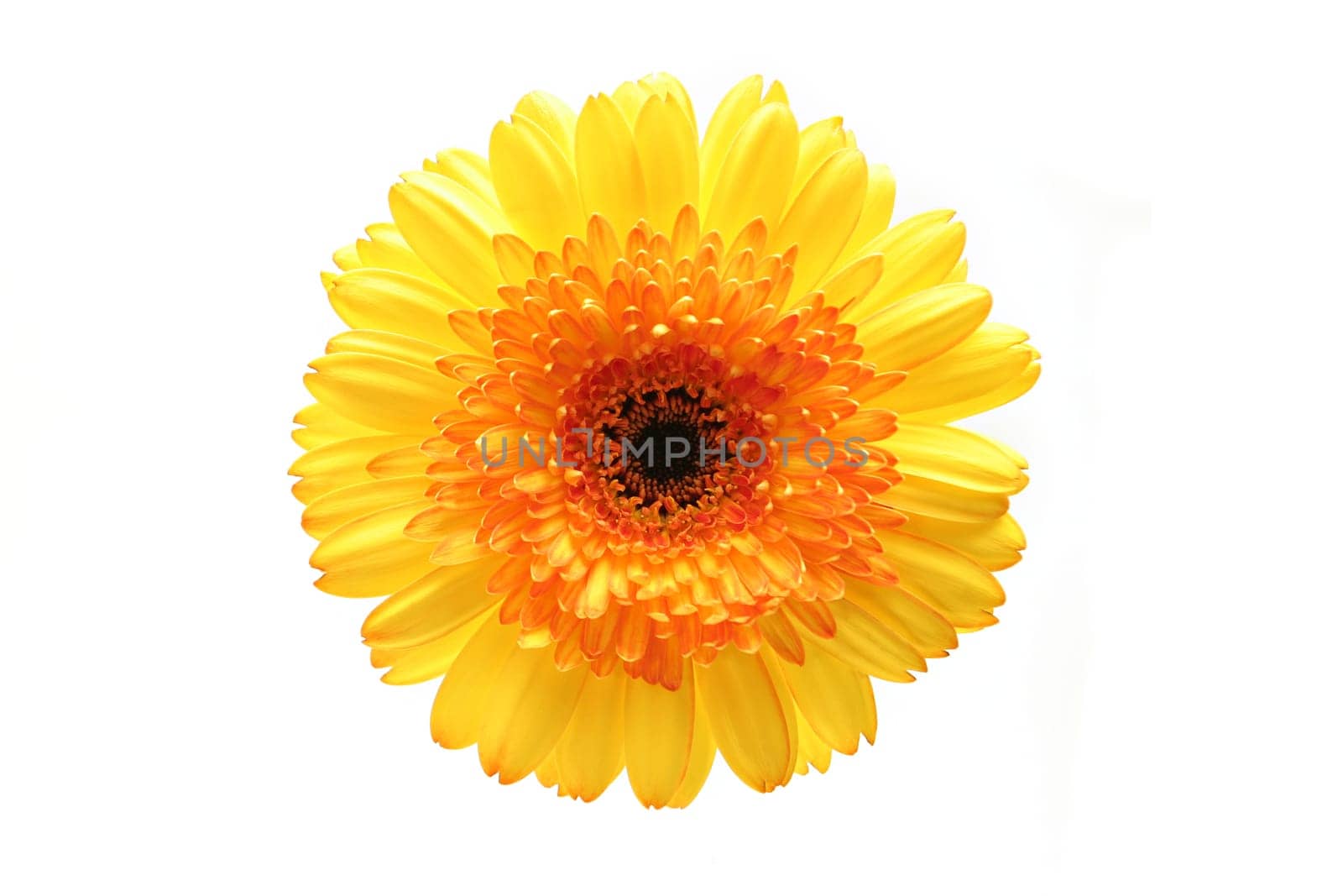 gerbera isolated over white