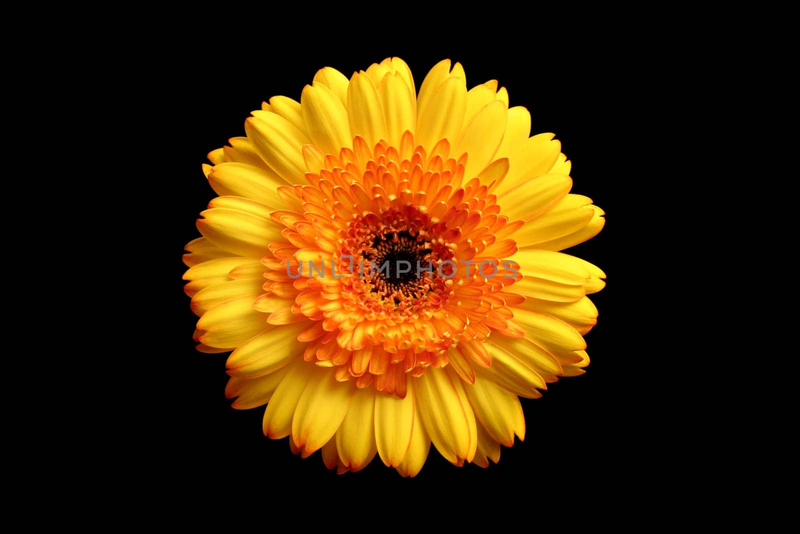 yellow orange gerbera over black