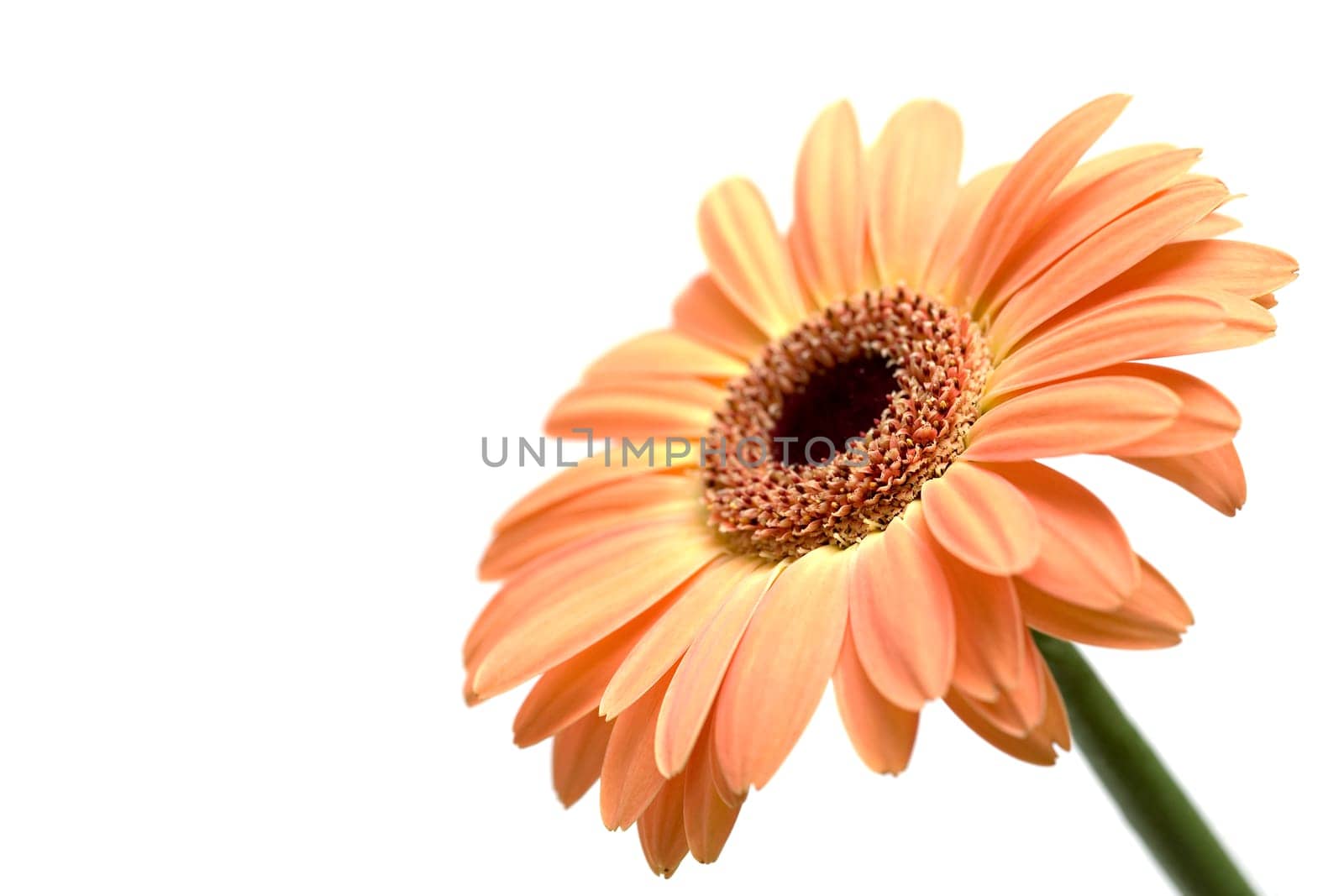 gerber daisy isolated