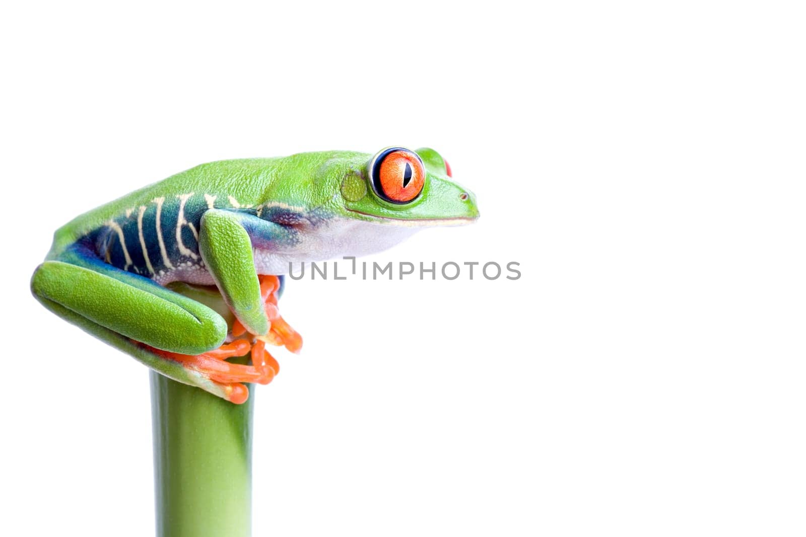 frog on top of the world