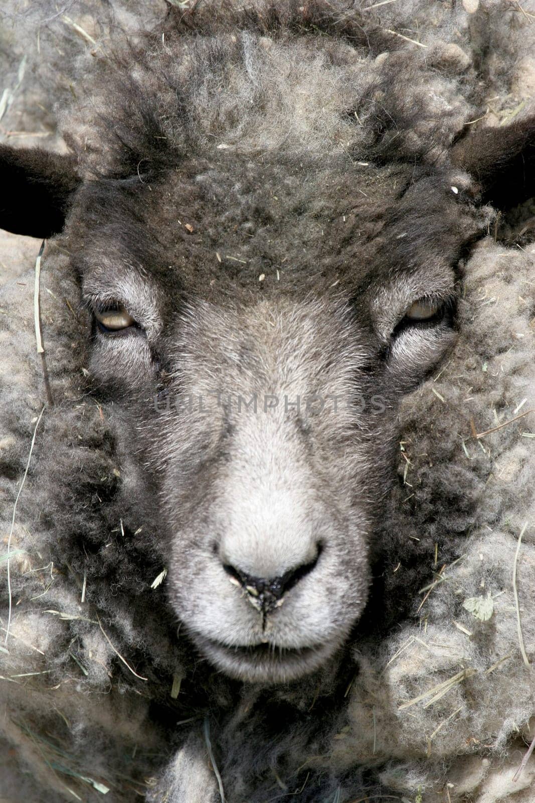 sheep portrait