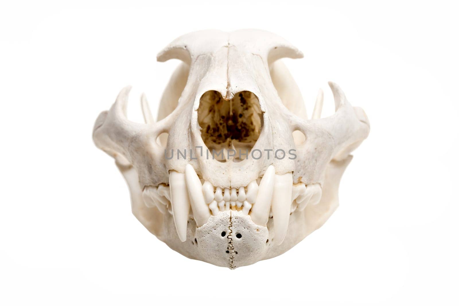 skull of a bobcat isolated