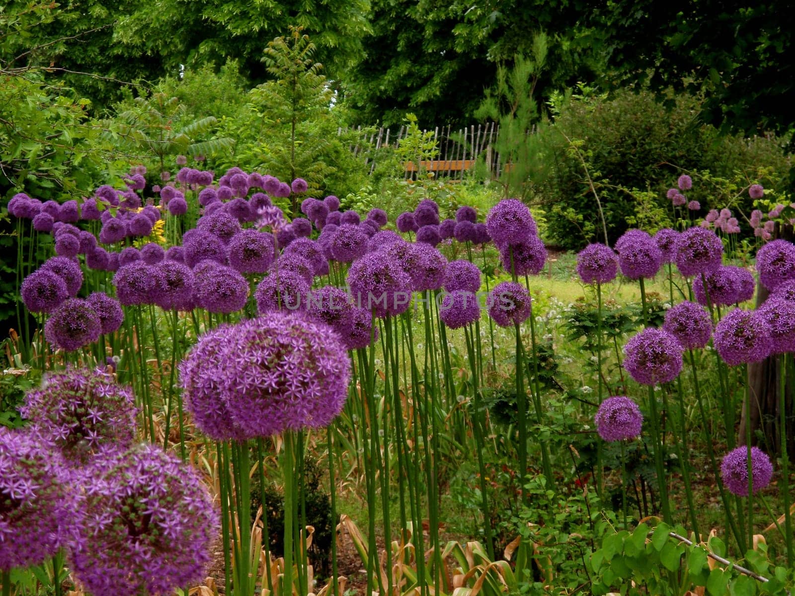 Allium