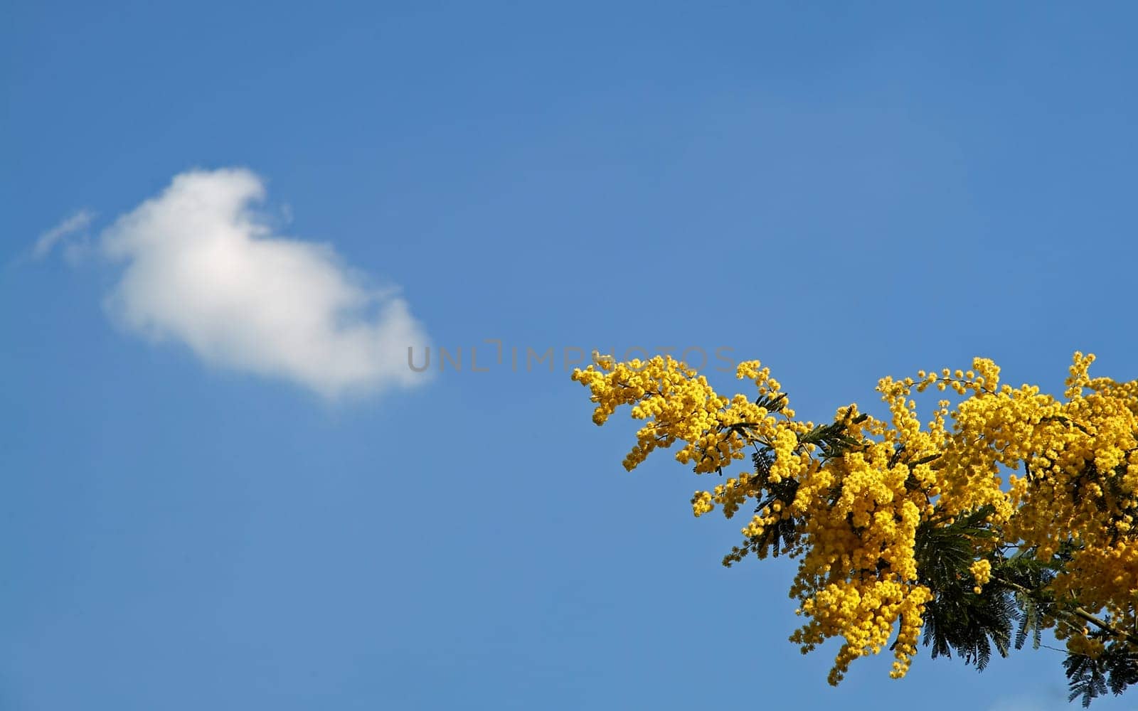 Mimosa