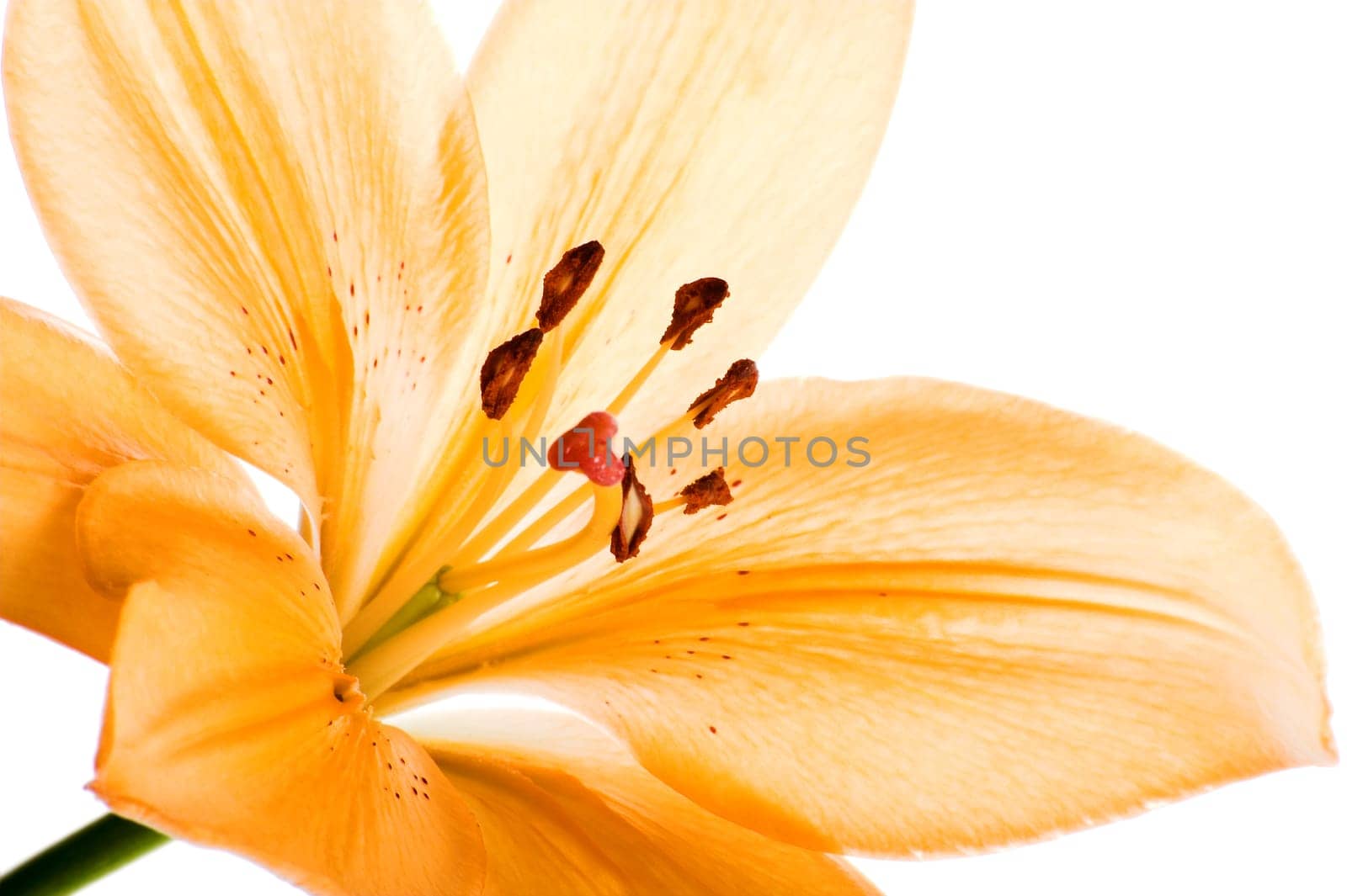 Lily against white background