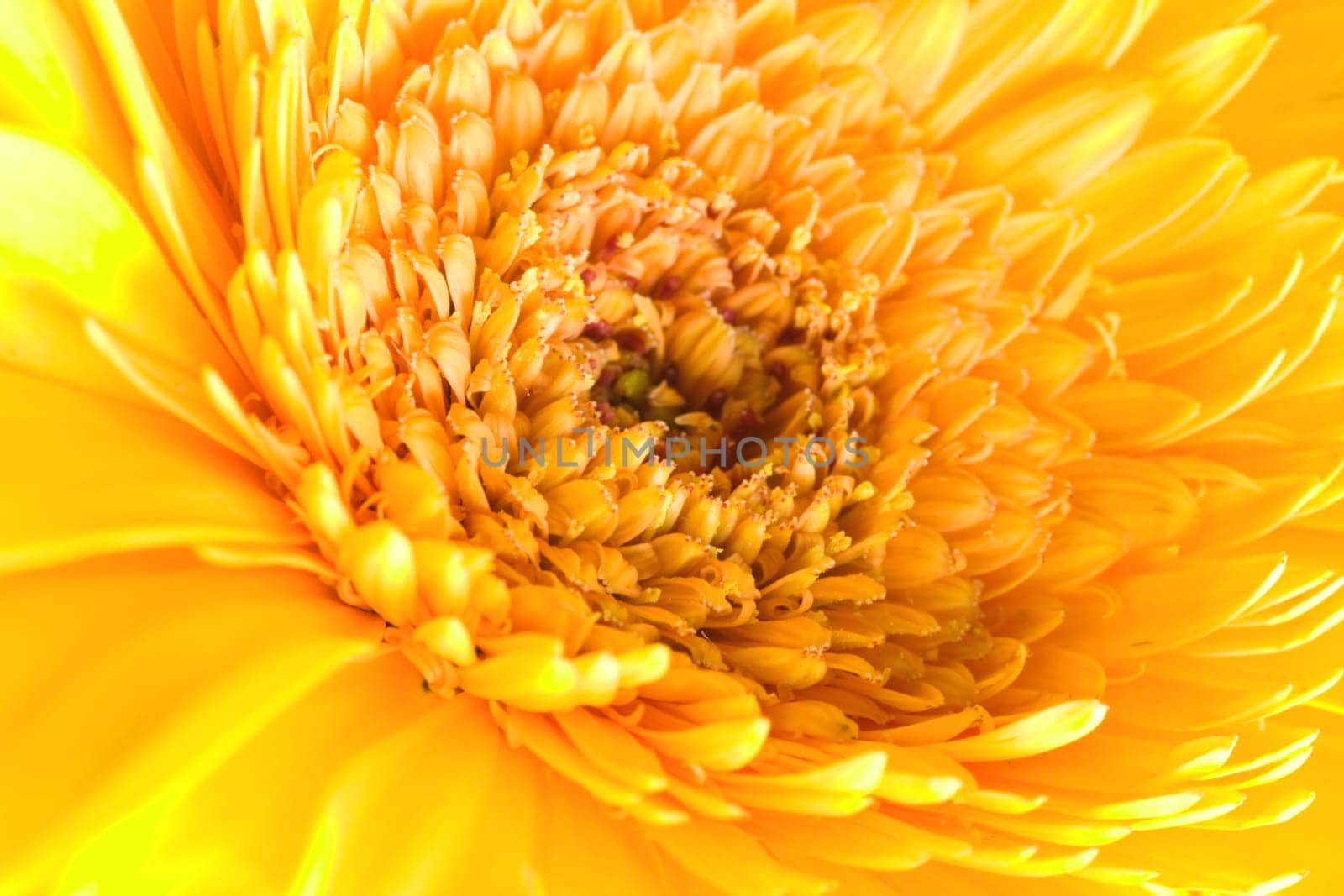 Ragdoll Sunflower background