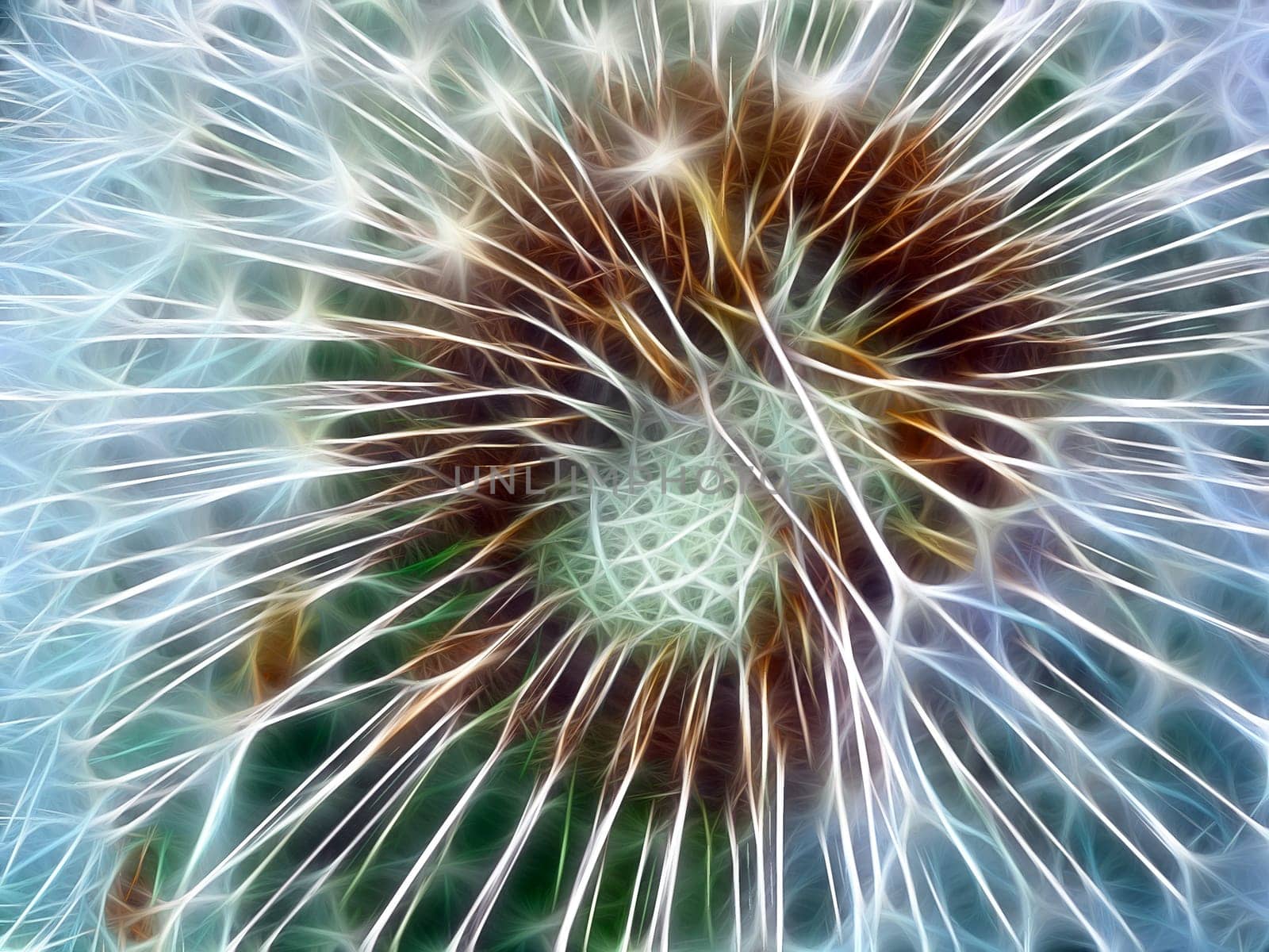 Dandelion