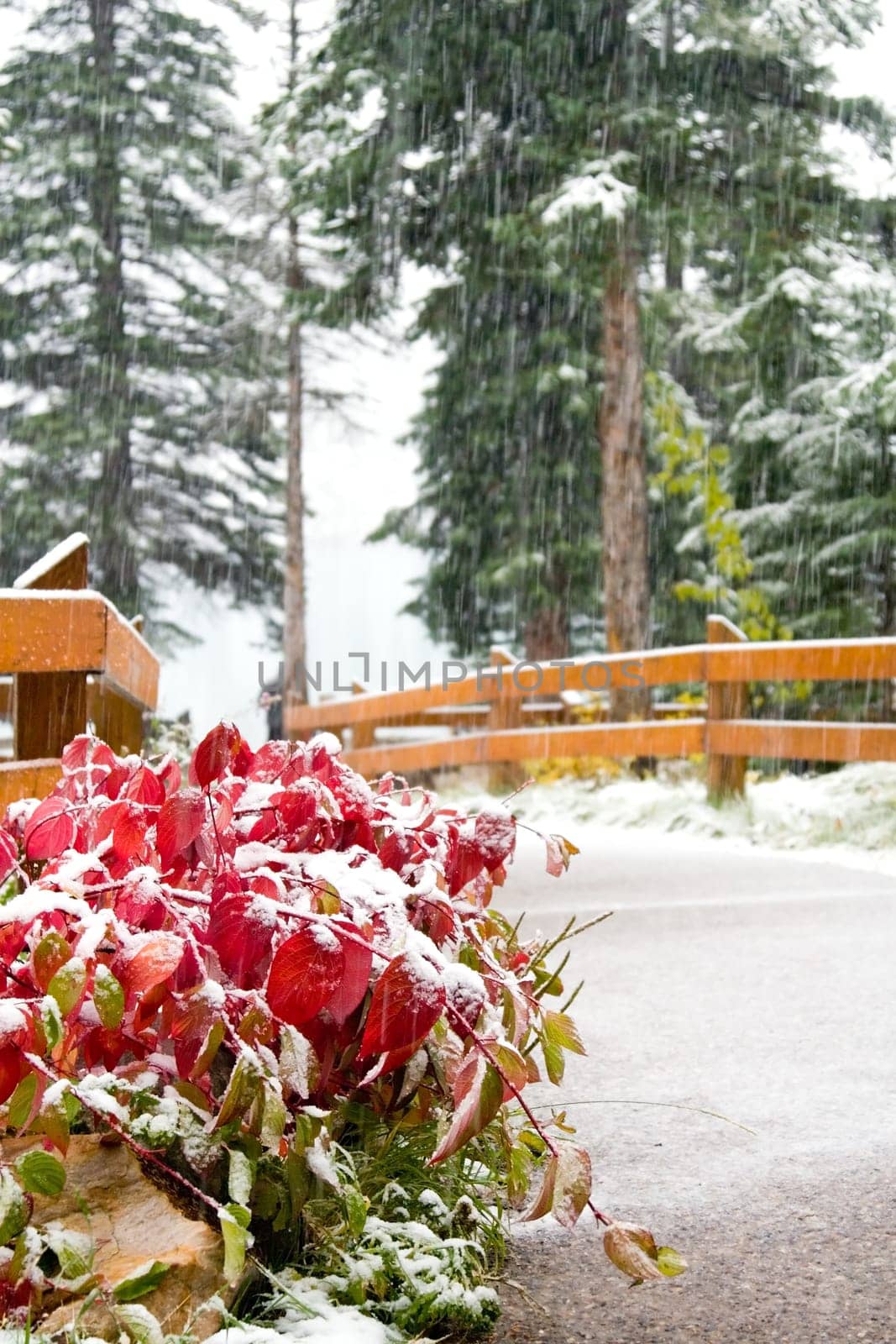Snow and Winter Landscape