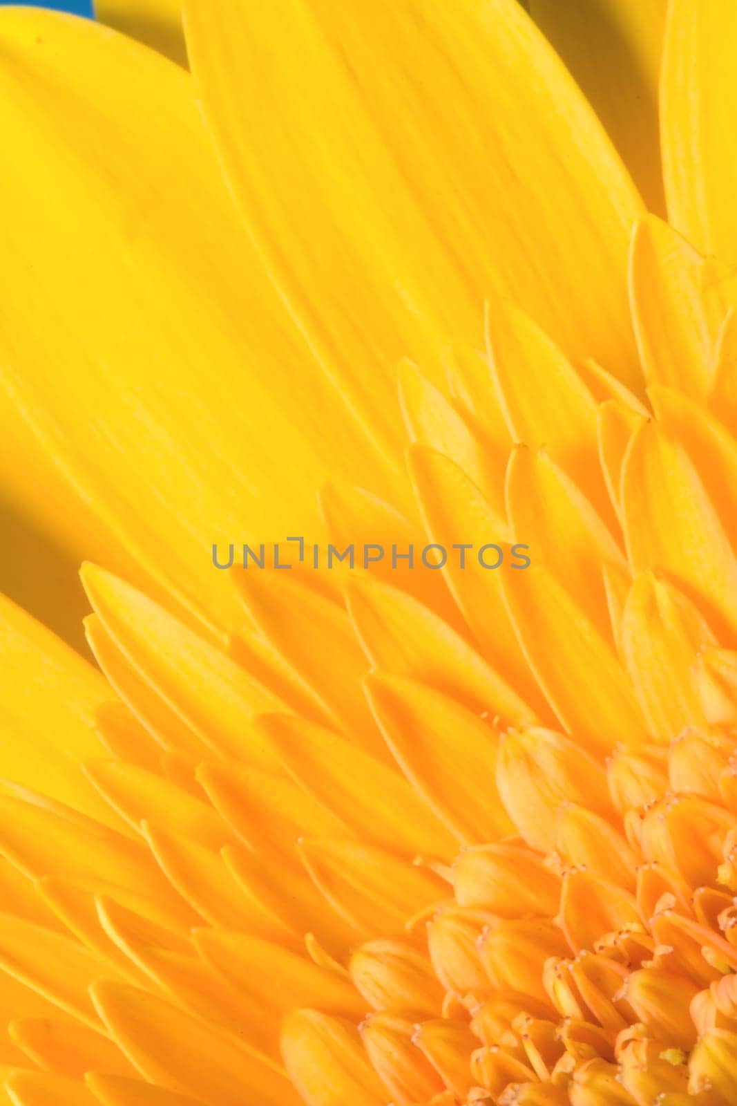 Ragdoll Sunflower background
