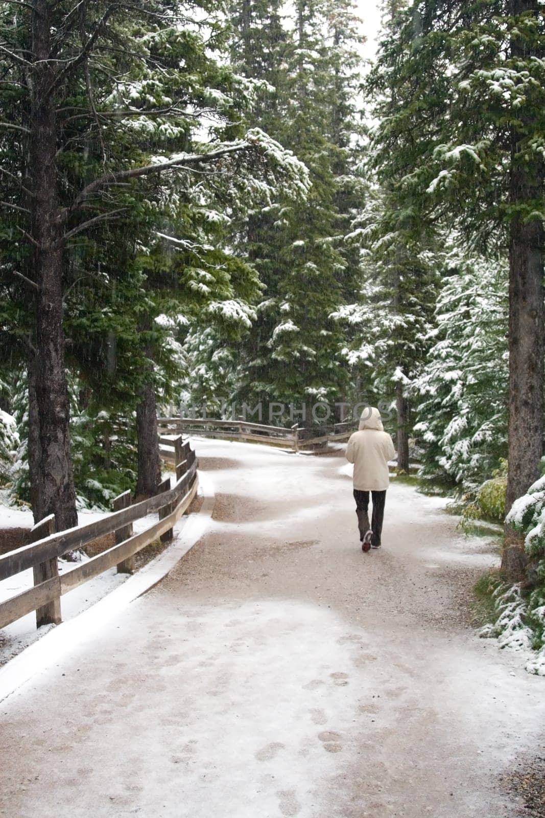 Snow and Winter Landscape