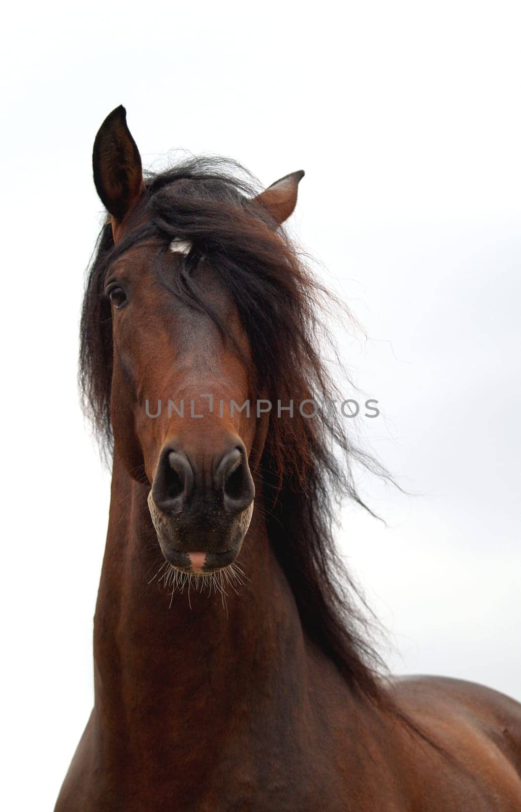 Andalusian