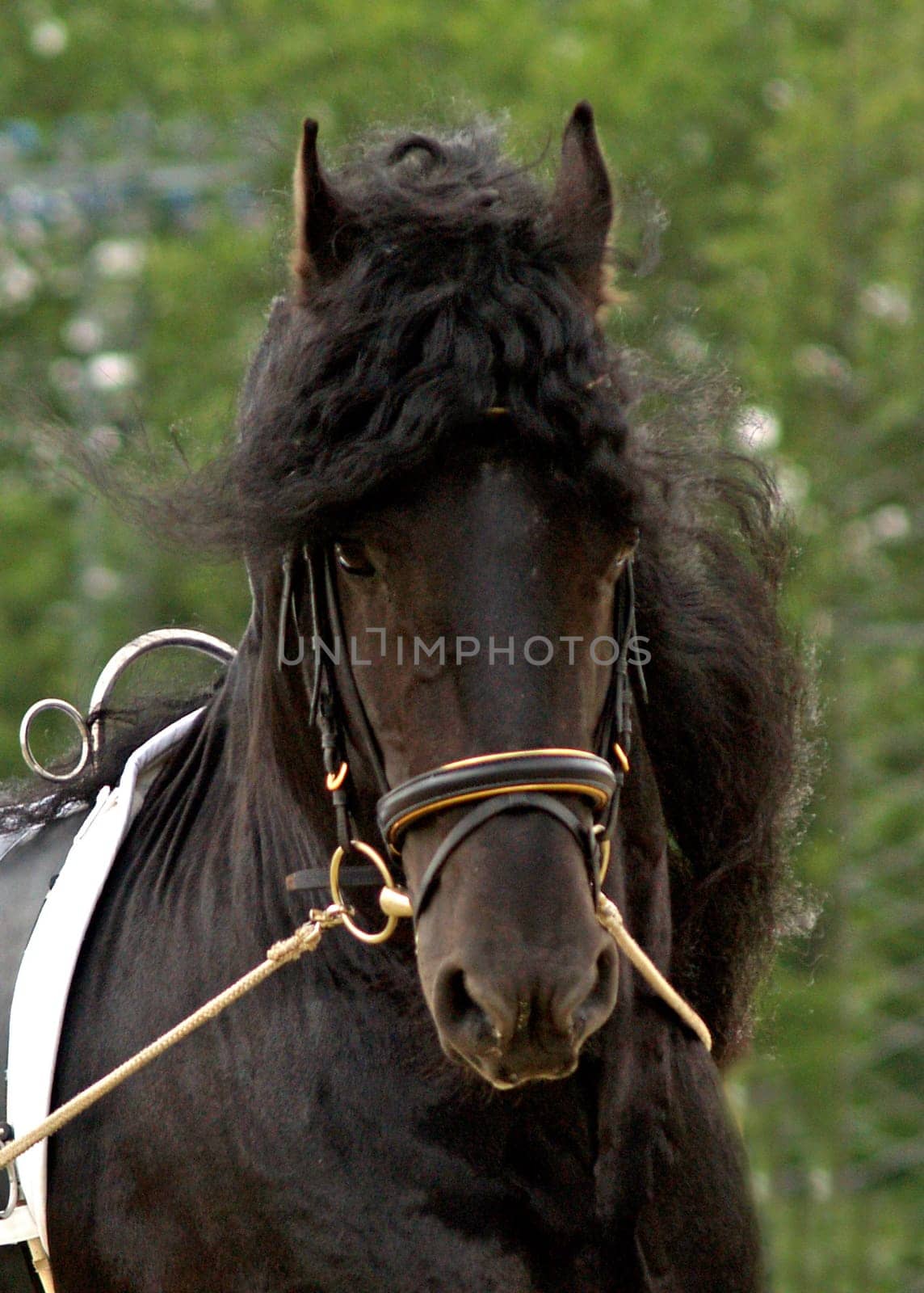 Frisians in the double lunge