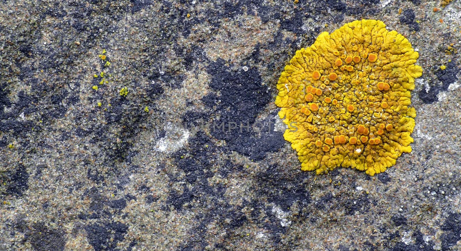Ringworm (Xanthoria parietina)