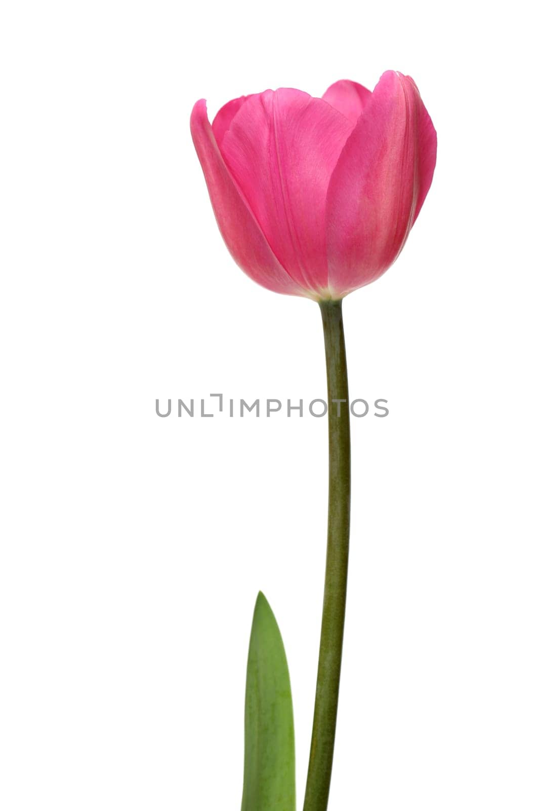 pink tulip