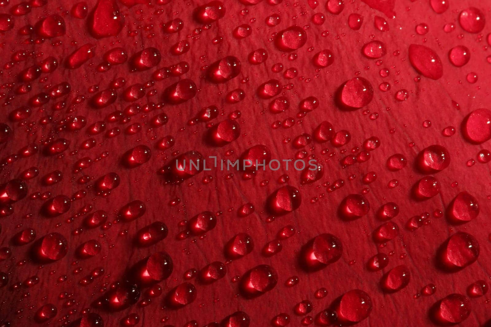 rose petal droplets
