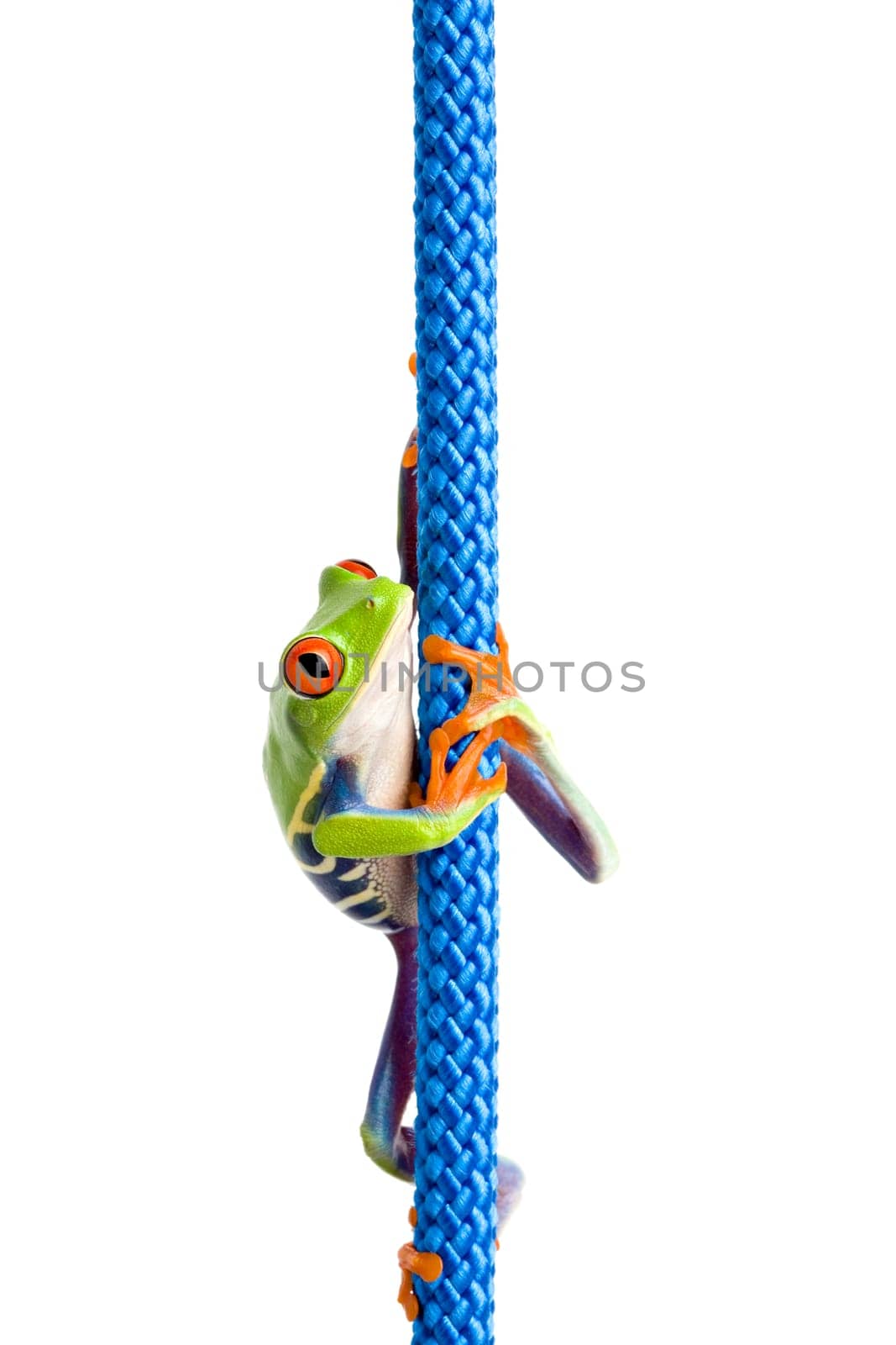 frog climbing rope isolated on white