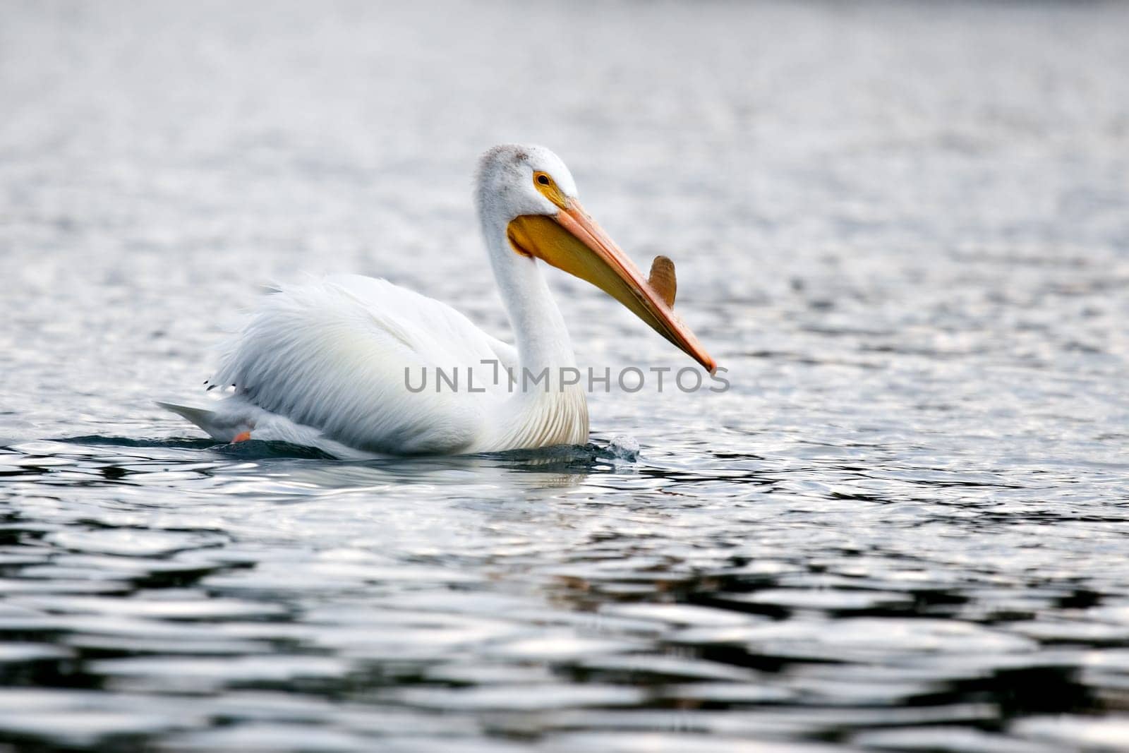 american white pelican