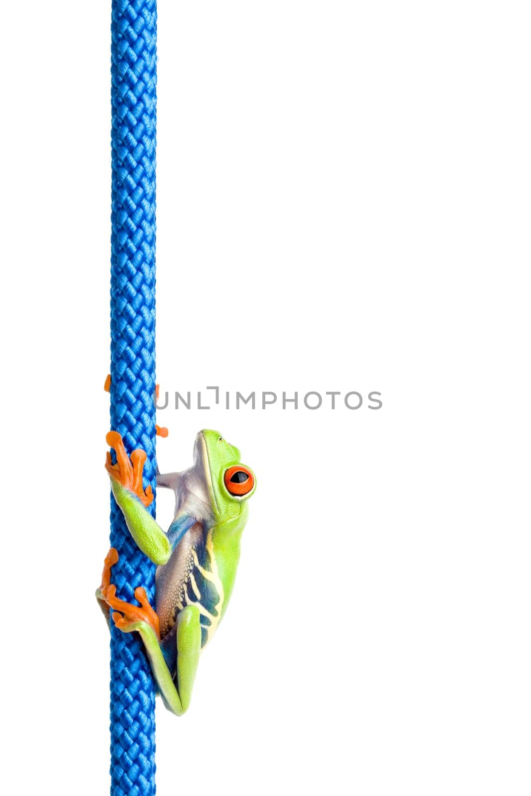 red eyed tree frog on rope isolated