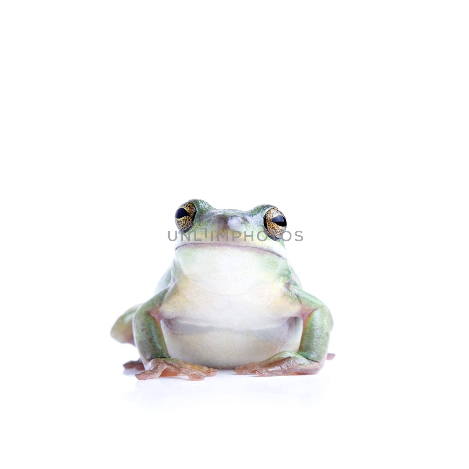 frog isolated on white