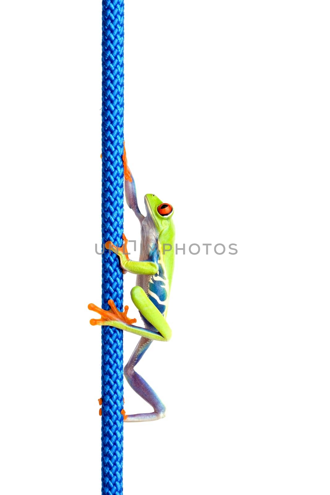 frog climbing up rope isolated on white
