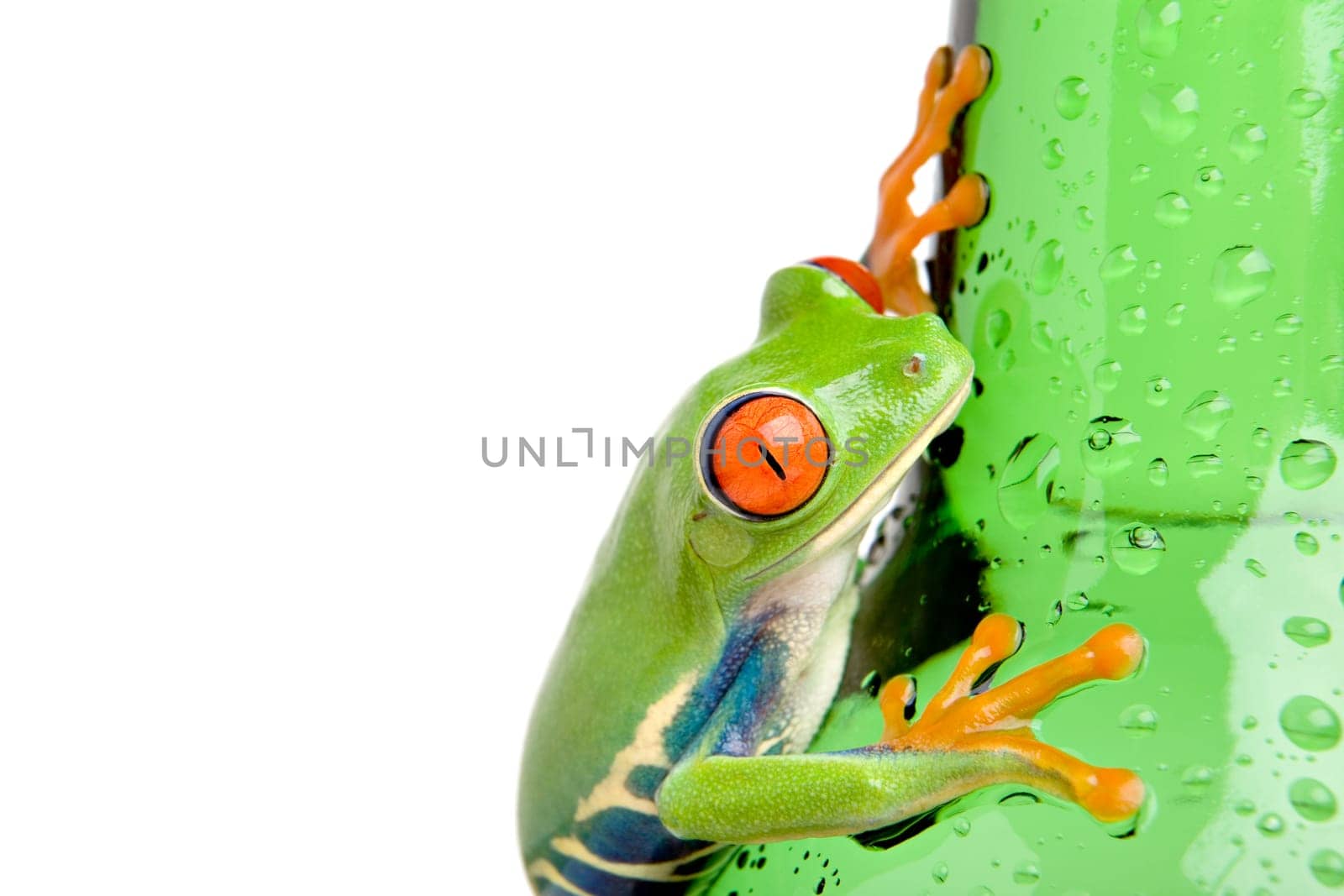 frog on wet bottle isolated on white