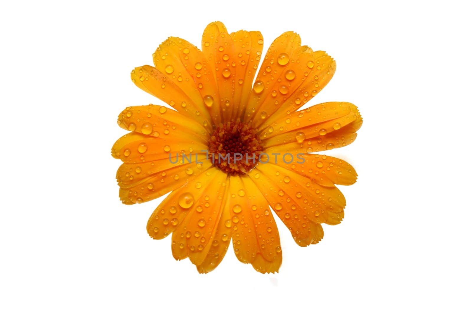 yellow wet gerber daisy over white