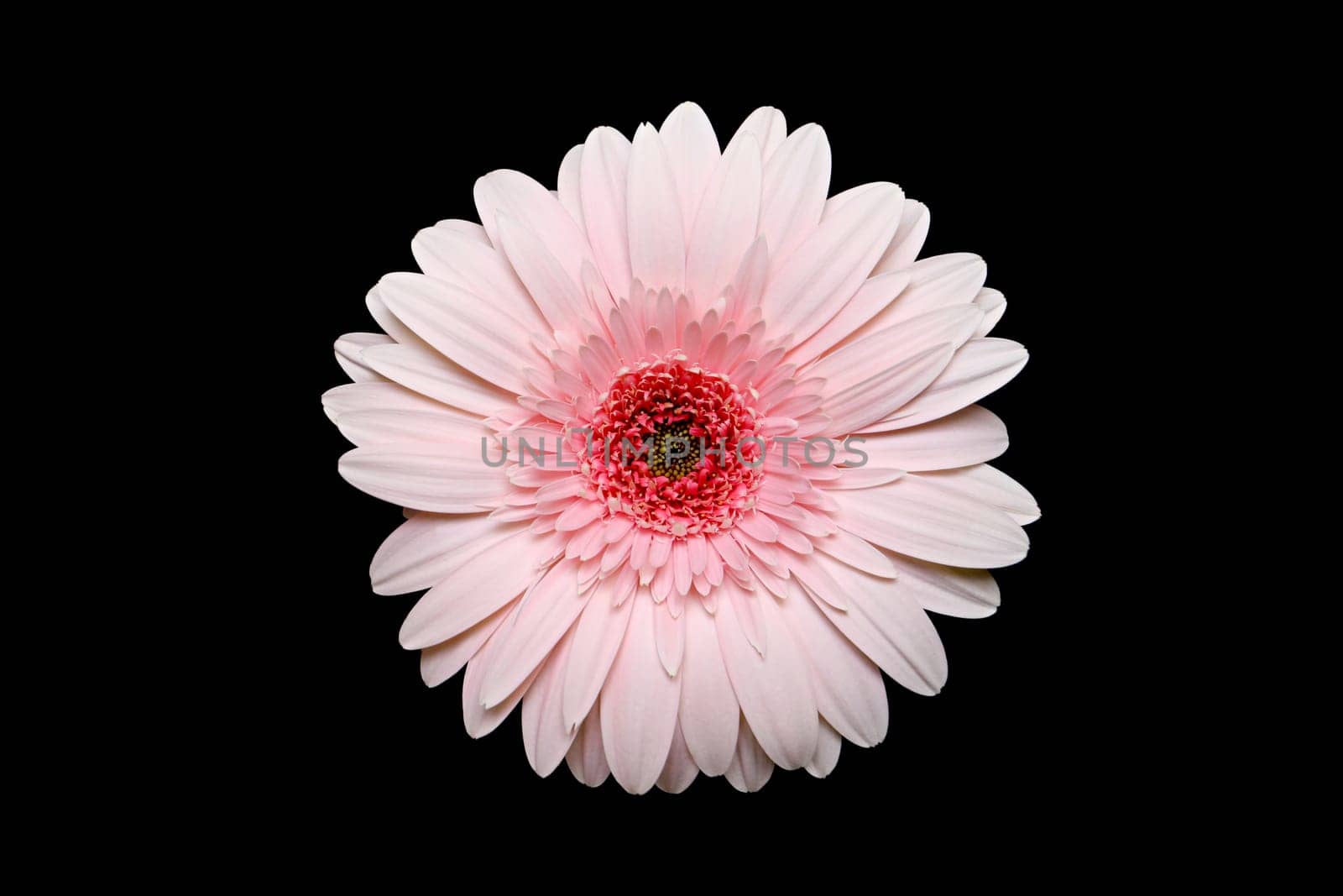 pink gerbera daisy