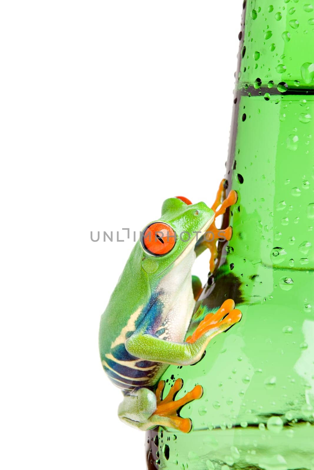red-eyed tree frog on bottle isolated