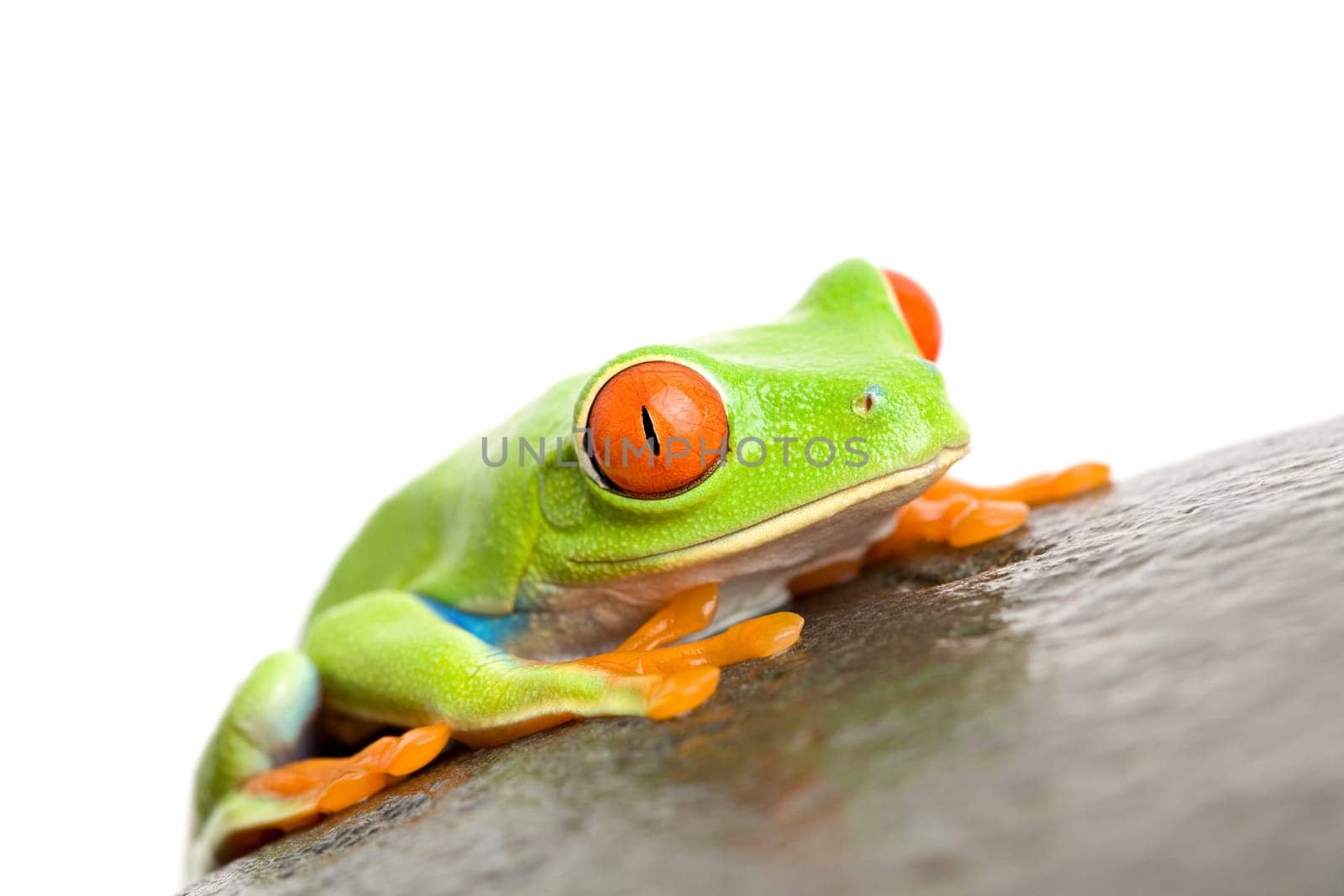 red-eyed tree frog