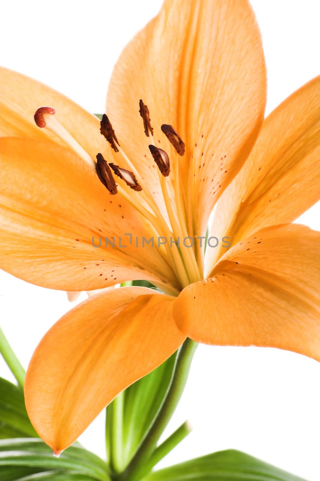 Lily against white background