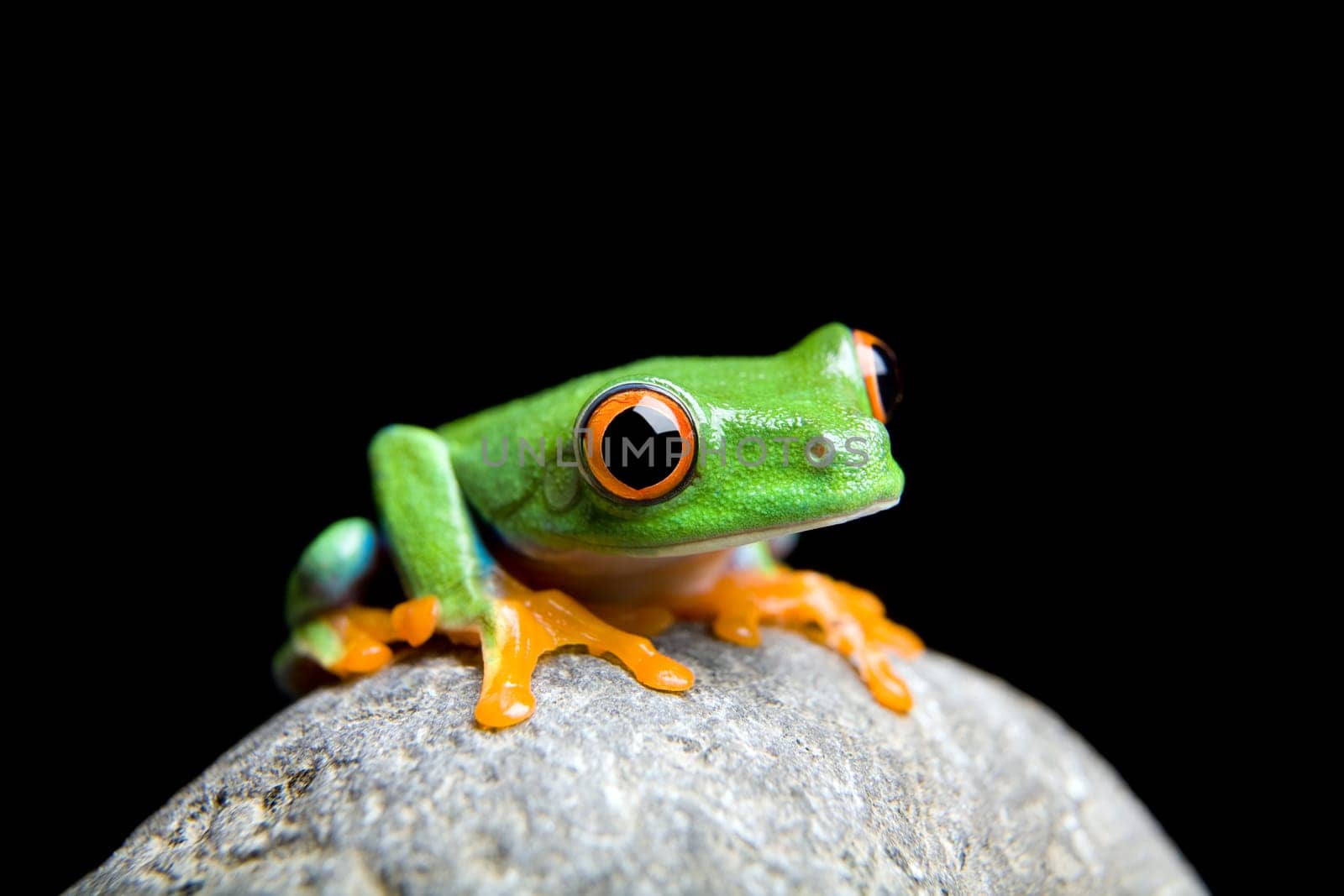 curious little frog isolated on black