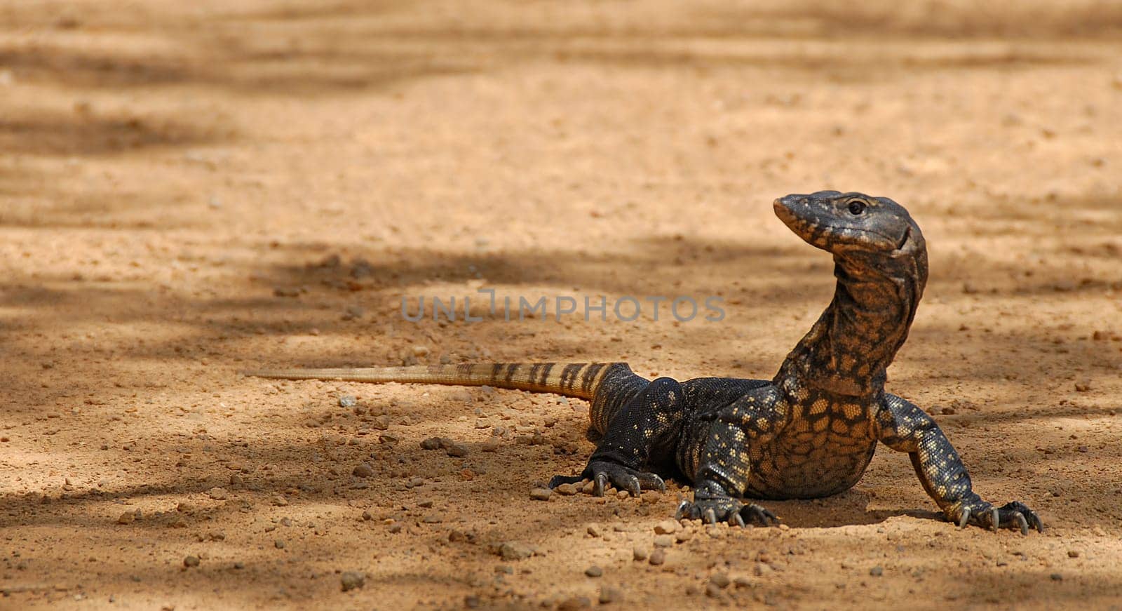 Taken in the wild in the outback of Western Australia
