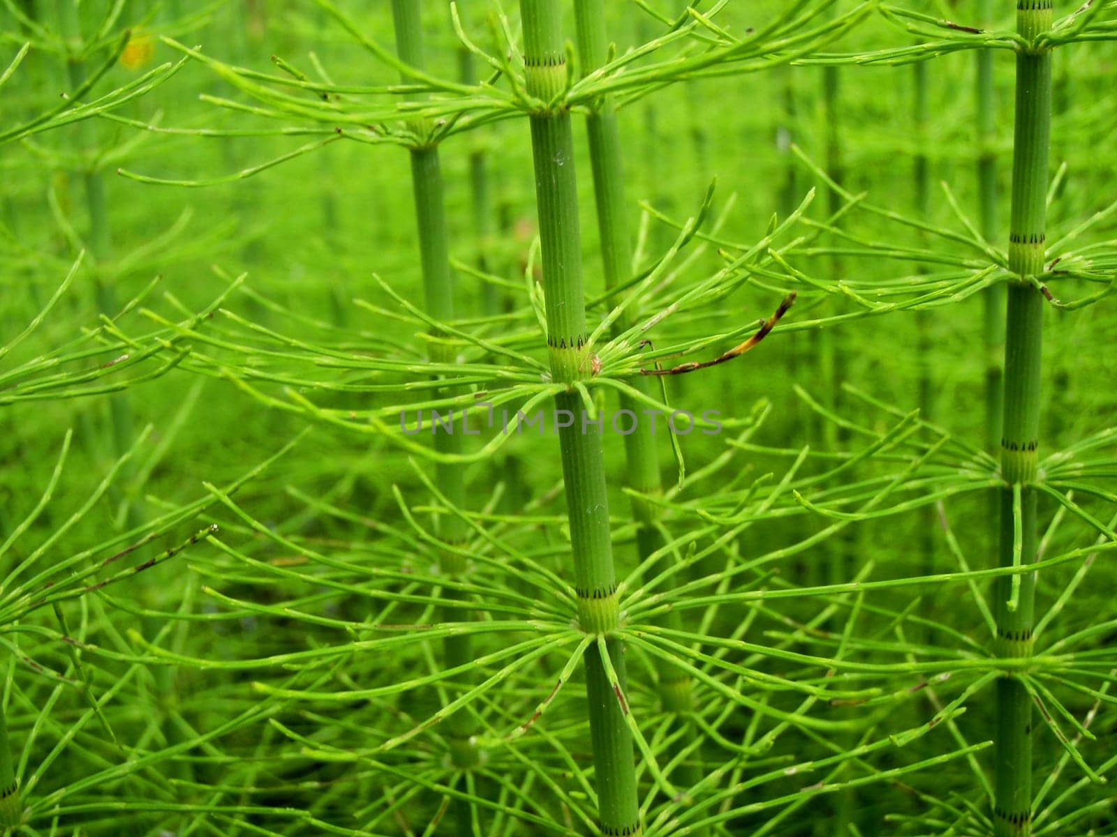 seaweeds
