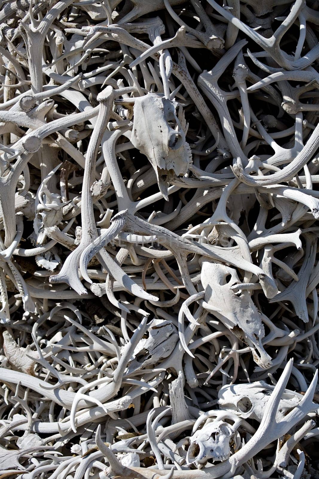 bones background