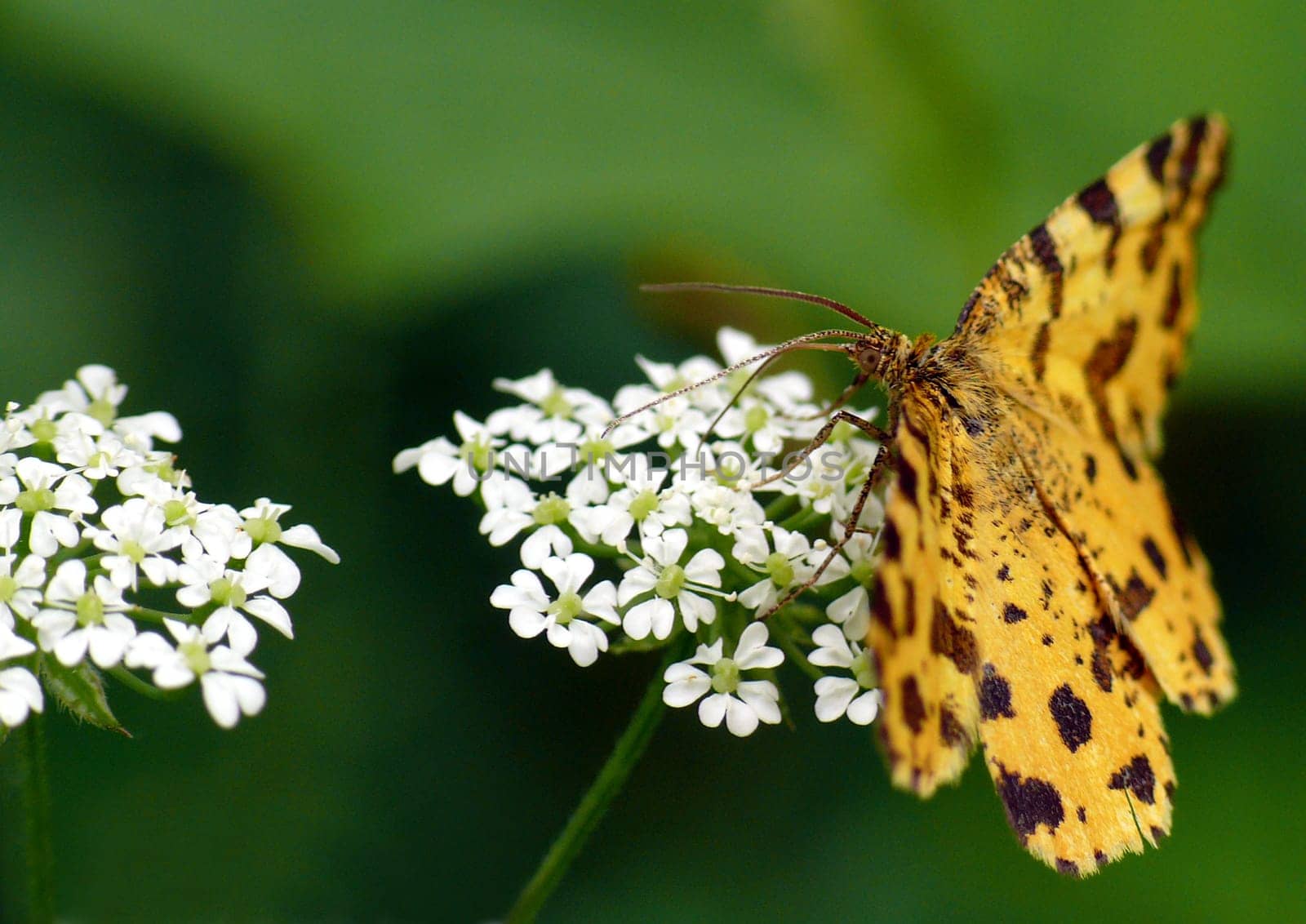 The Panther moth (Pseudopanthera macularia) is a striking small butterfly with yellow-orange wings and brown spots. This moth is diurnal!
