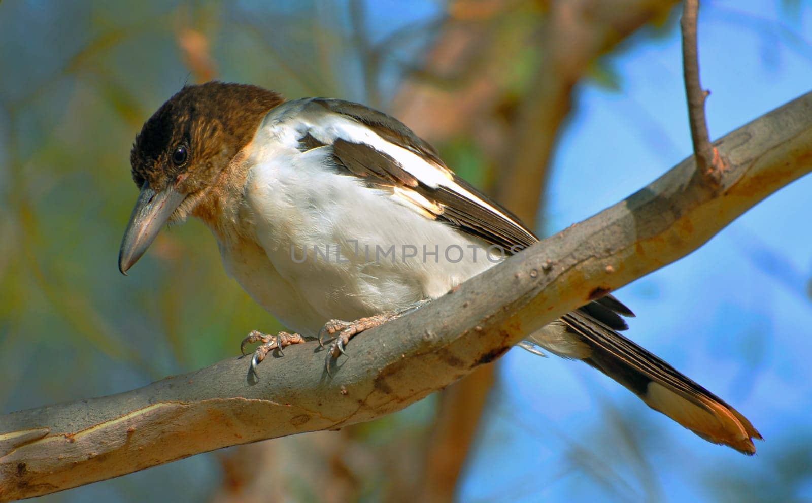 The Black-throated Shrike can be confused with the Grey-backed Shrike (Cracticus torquatus) and the Black-backed Shrike (Cracticus mentalis). However,the Black-throated Shrike is slightly larger than these two species and has a different