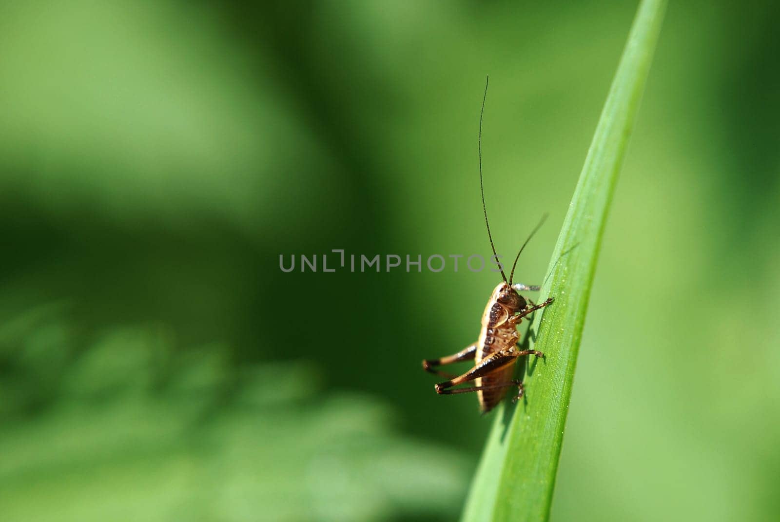 Grasshopper