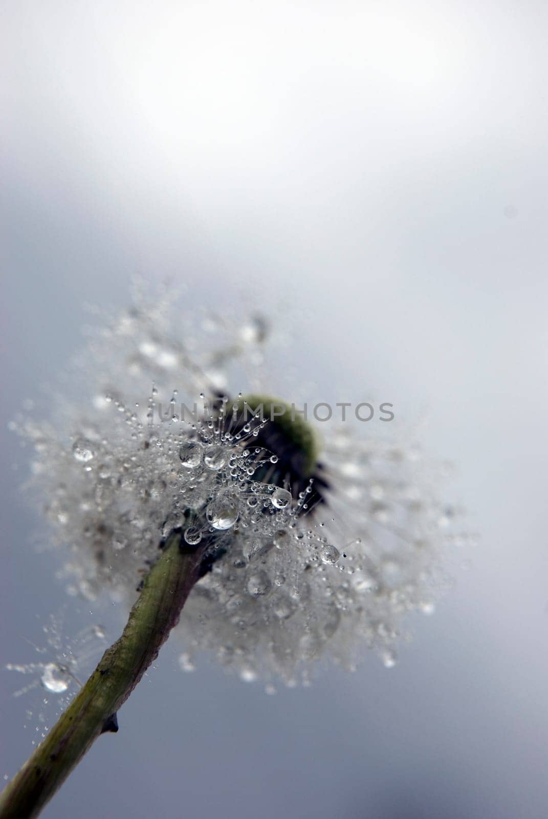 Dandelion