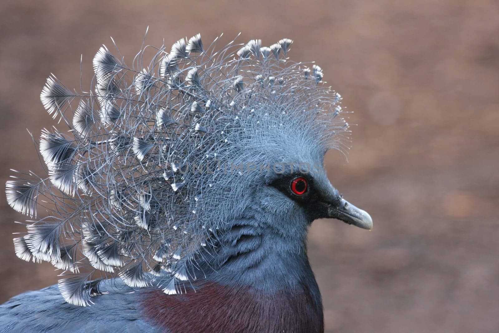 Crown DoveesPortrait