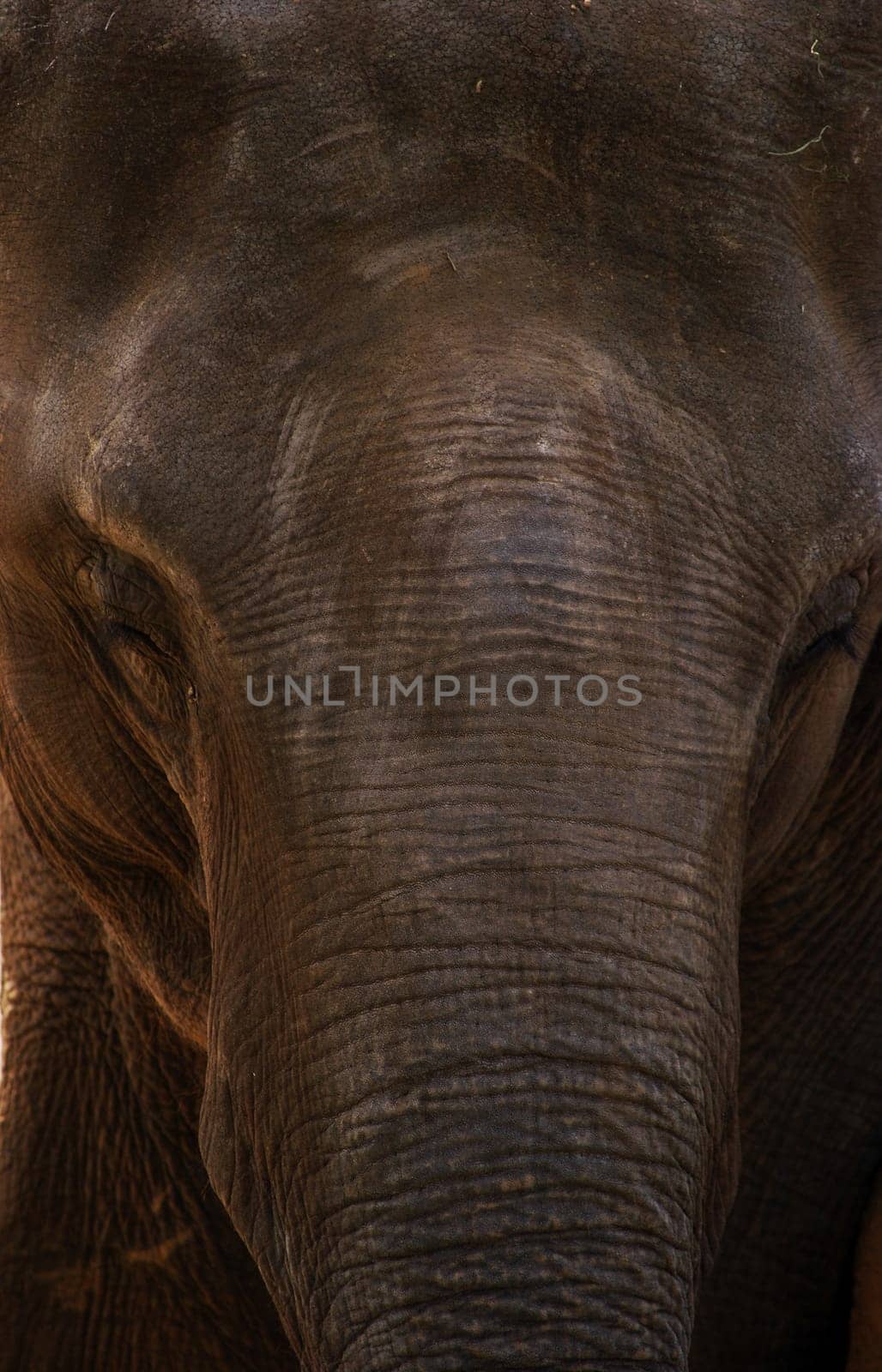 Elephant View 2760