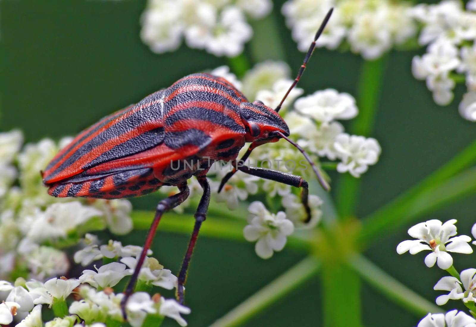 Strip bug (Graphosoma lineatum)