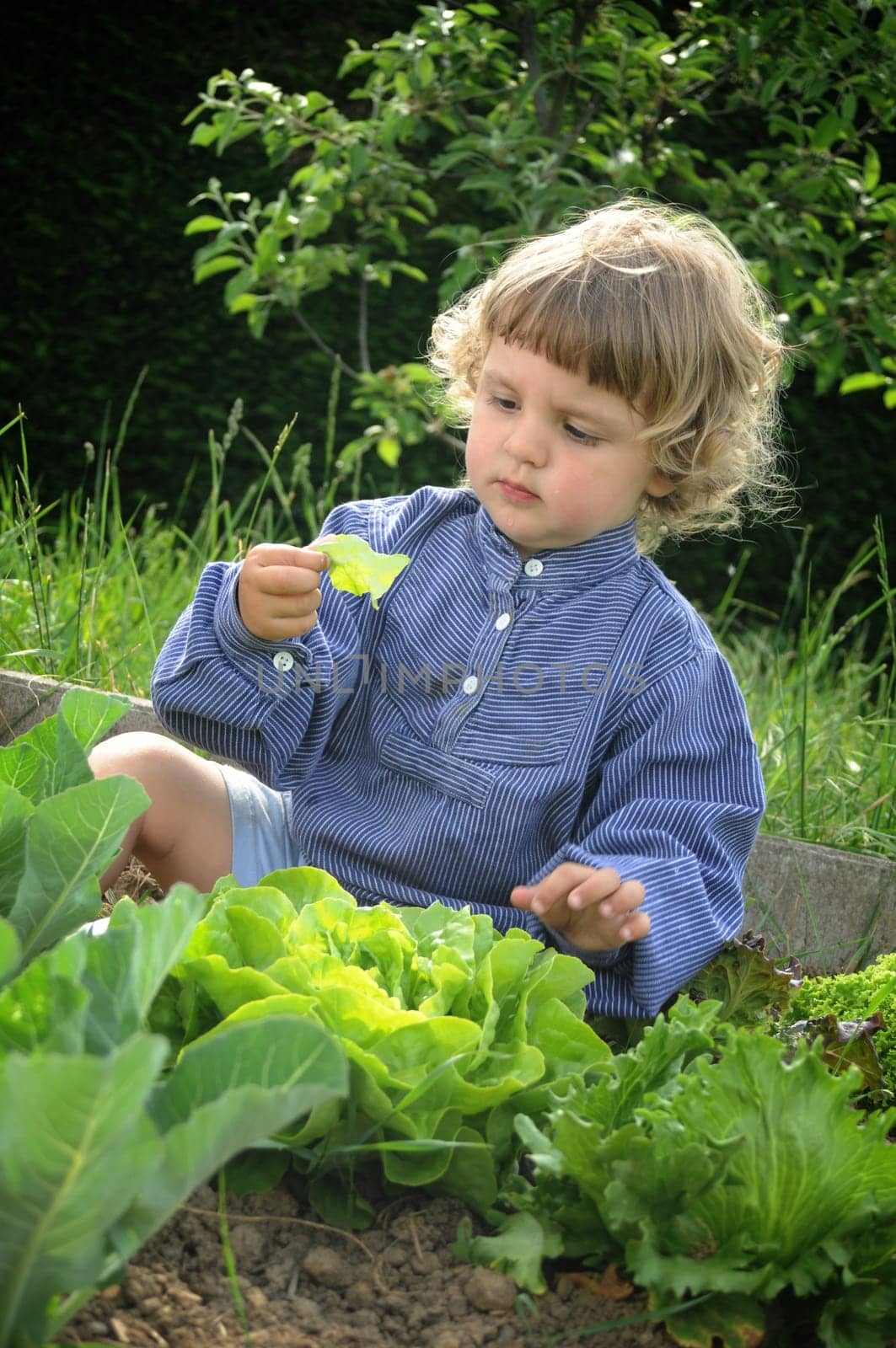 Vegetable Patch