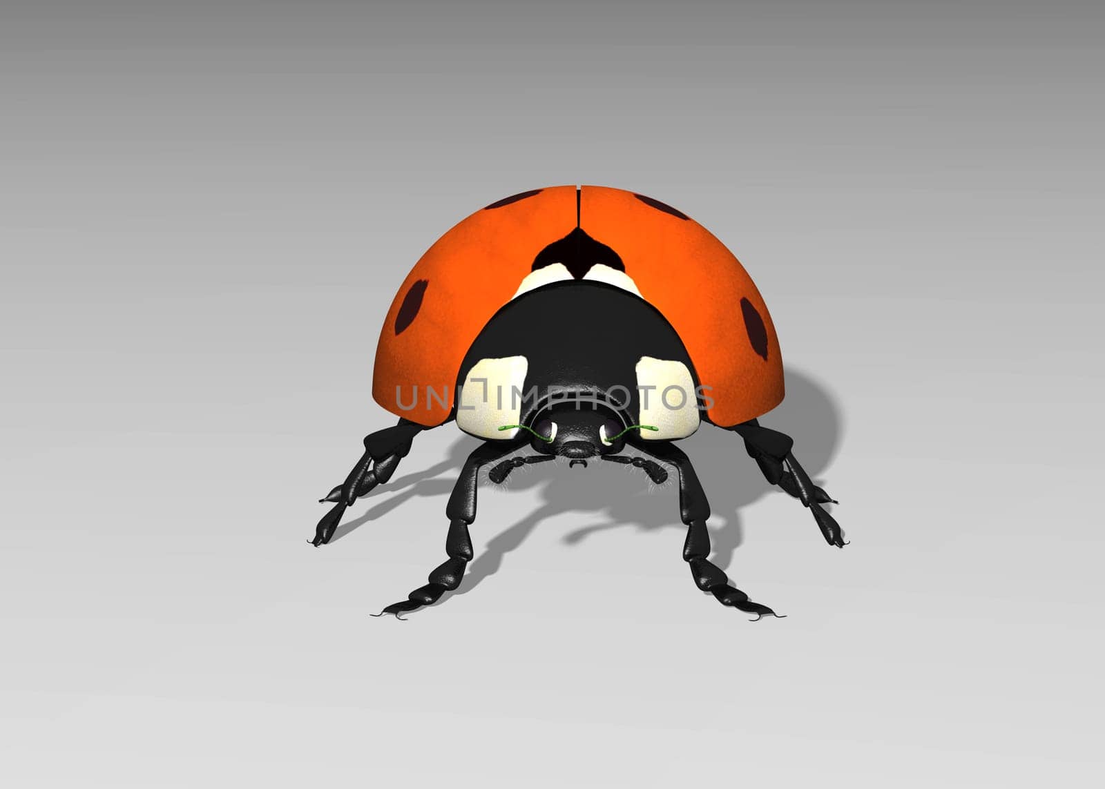 Ladybug from the front