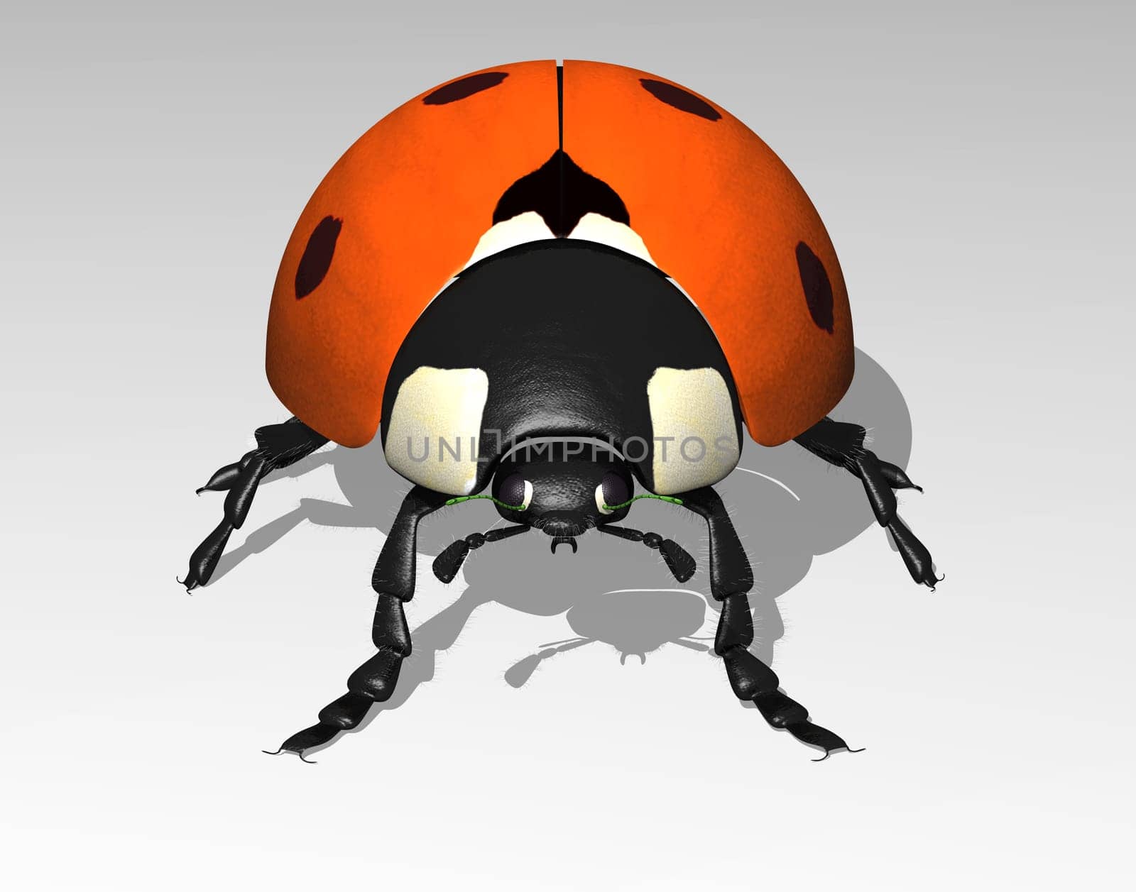 Ladybug,front view