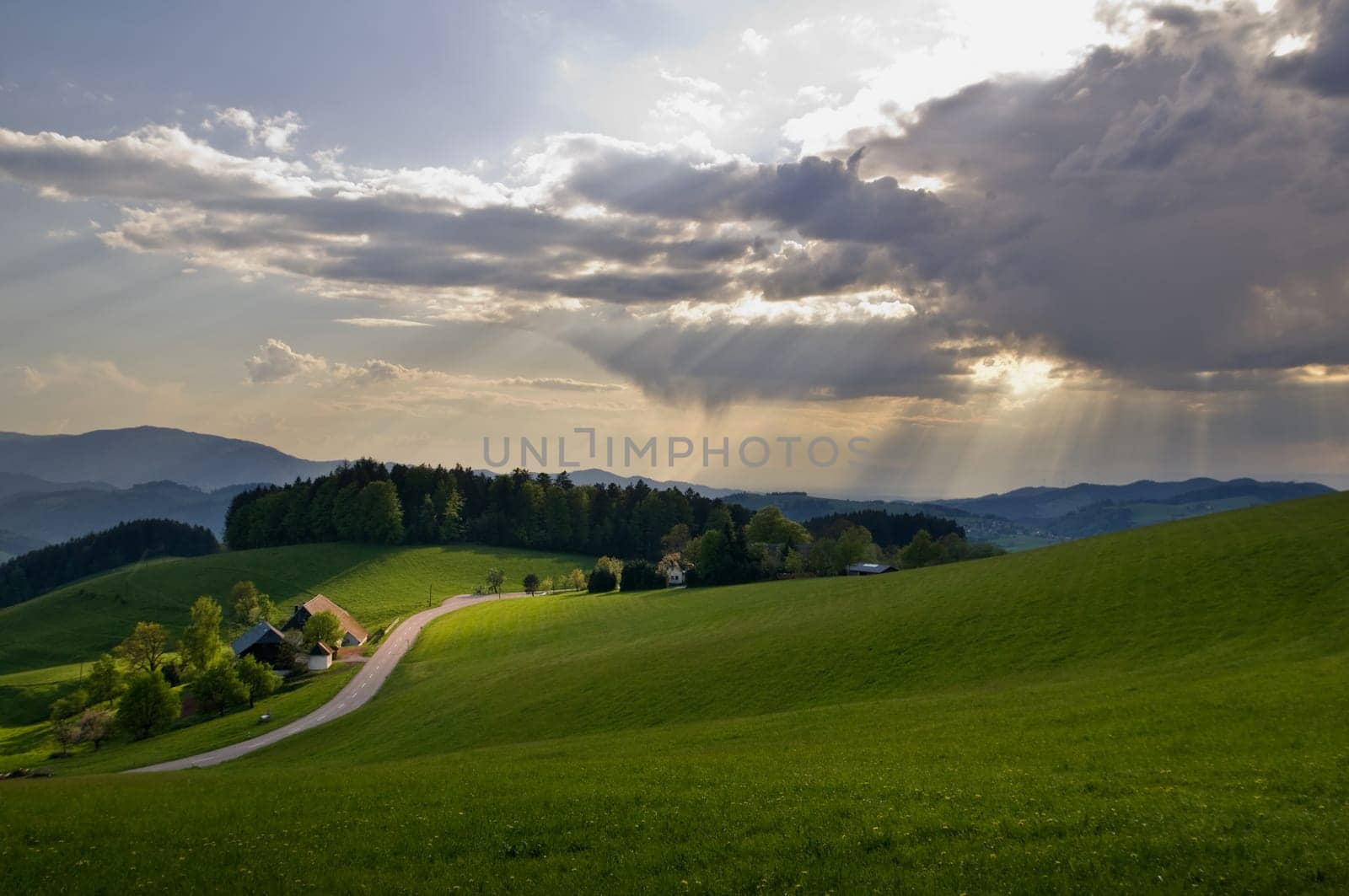 Black Forest 4