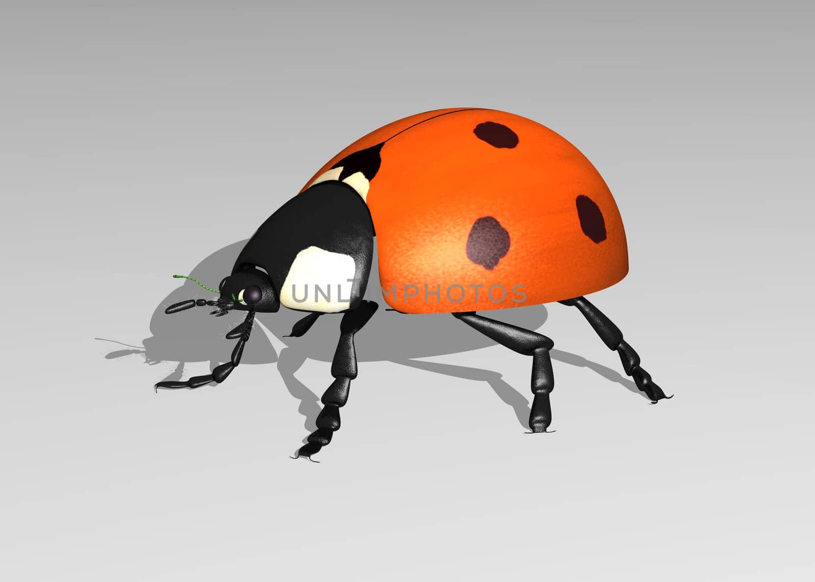 Ladybug side view
