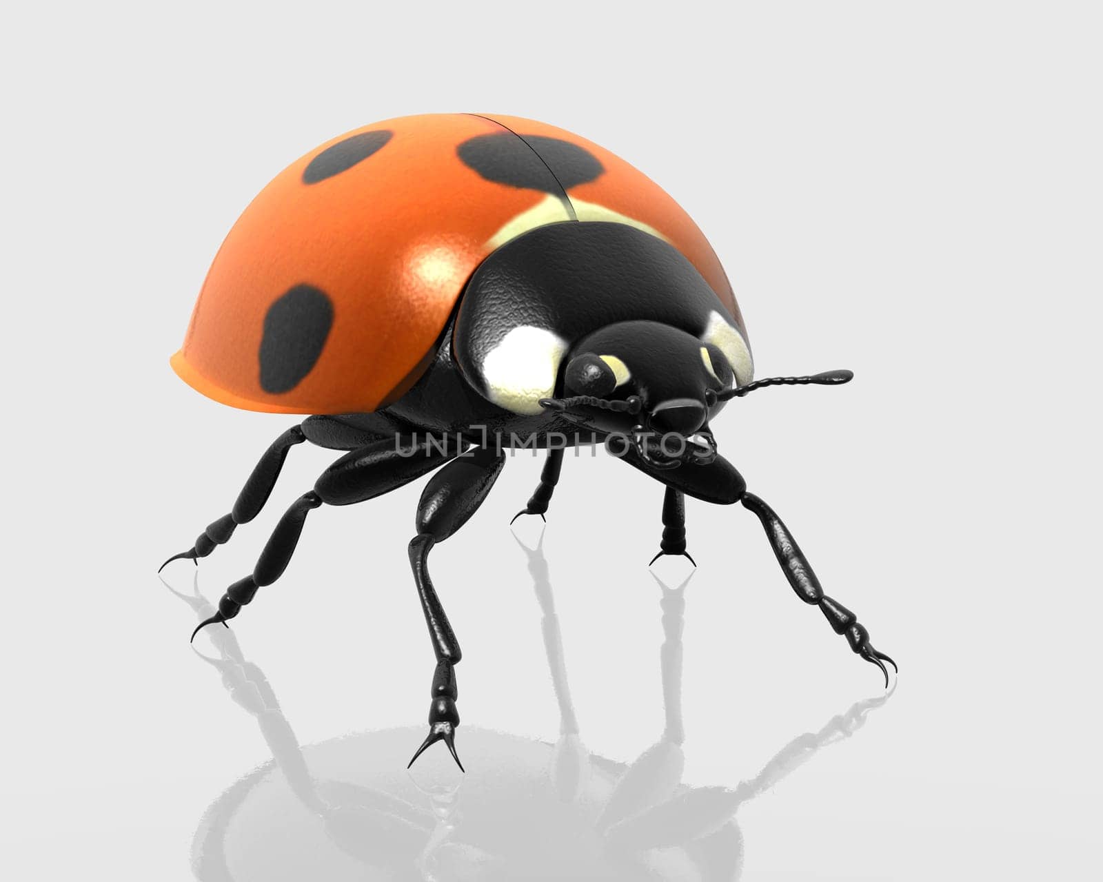 Ladybug,front view,isolated