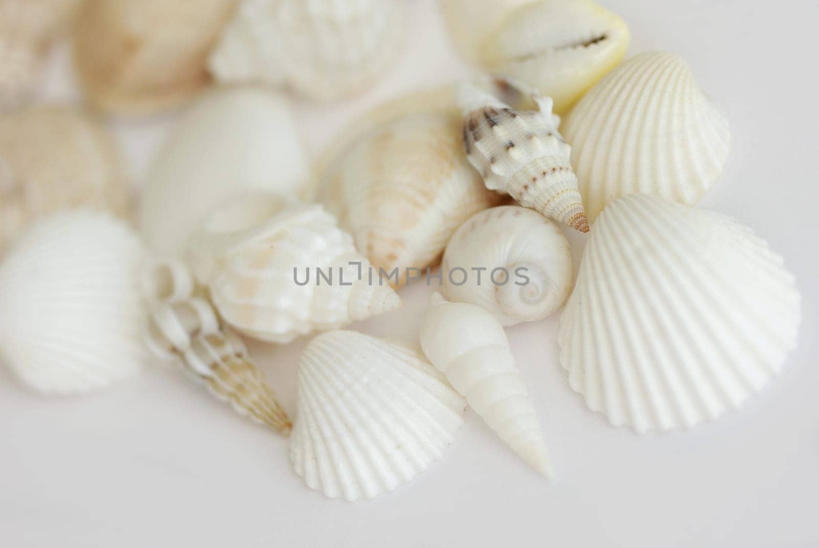 Mussels