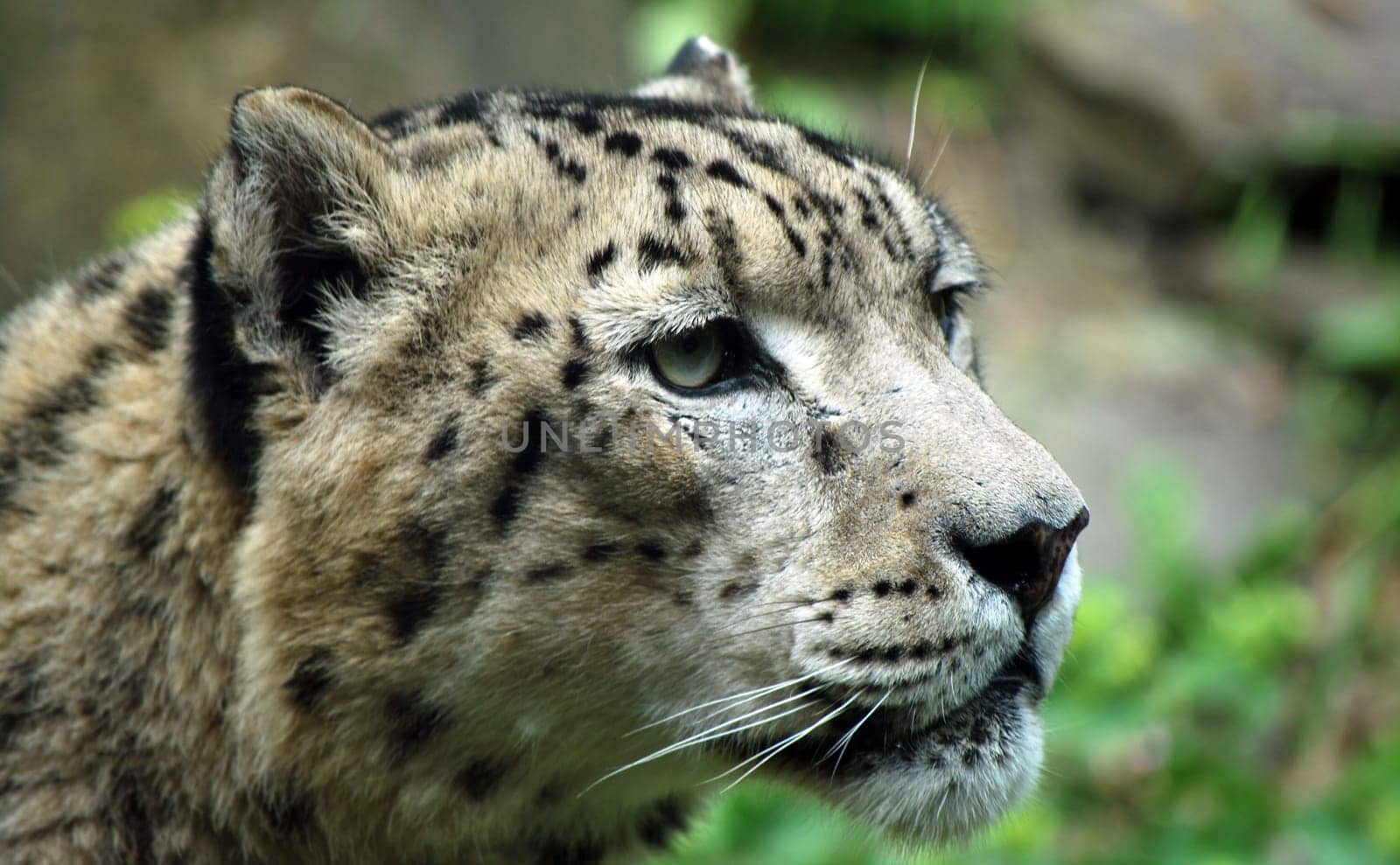 Snow Leopard 3011